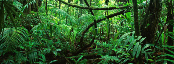 Osvětlení dle biotopu - tropický les - Mega-Ray CZ/SK